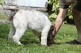 LAGOTTO CAVAGE 013
